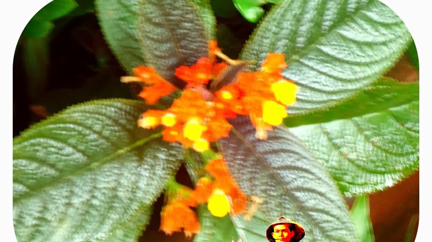 Bunga Chrysothemis Pulchella Copper Leaf Bunga Terompet