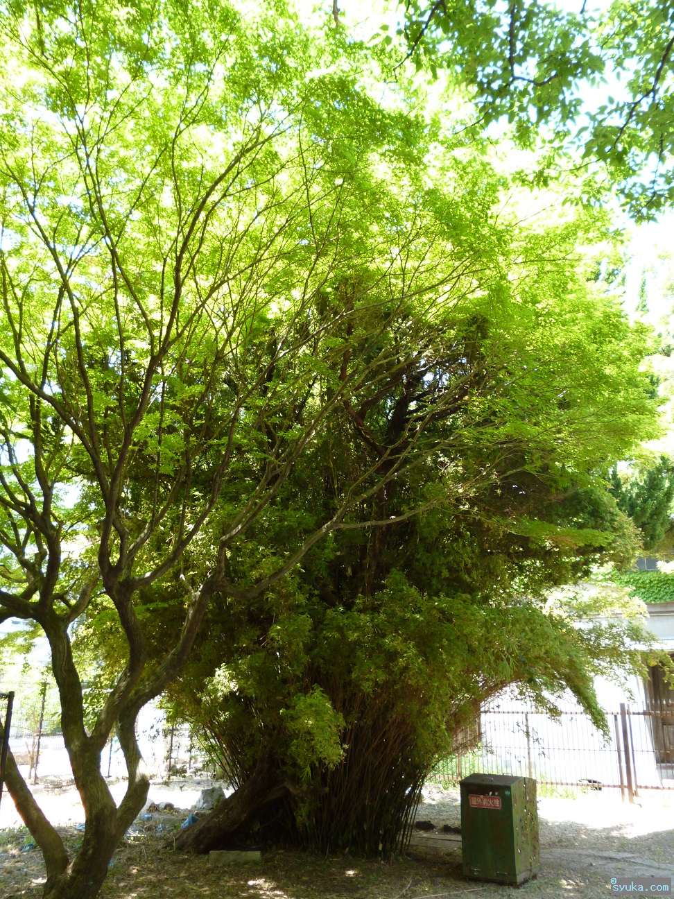 泉布観裏の木 泉布観裏の木
