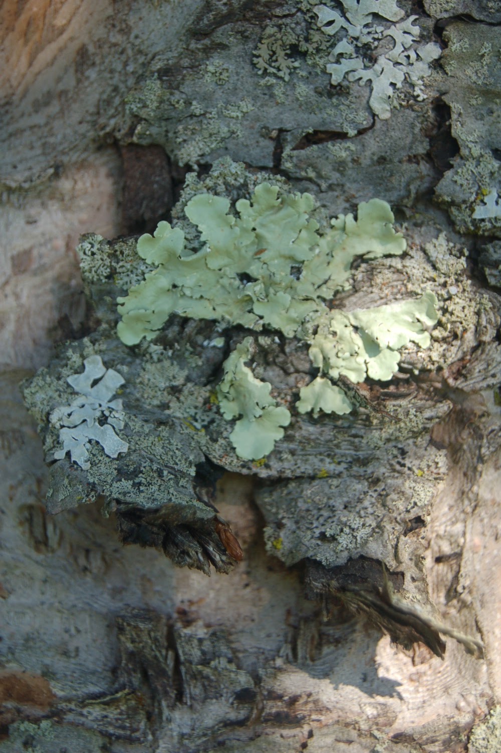 housewear Dyeing With Lichen