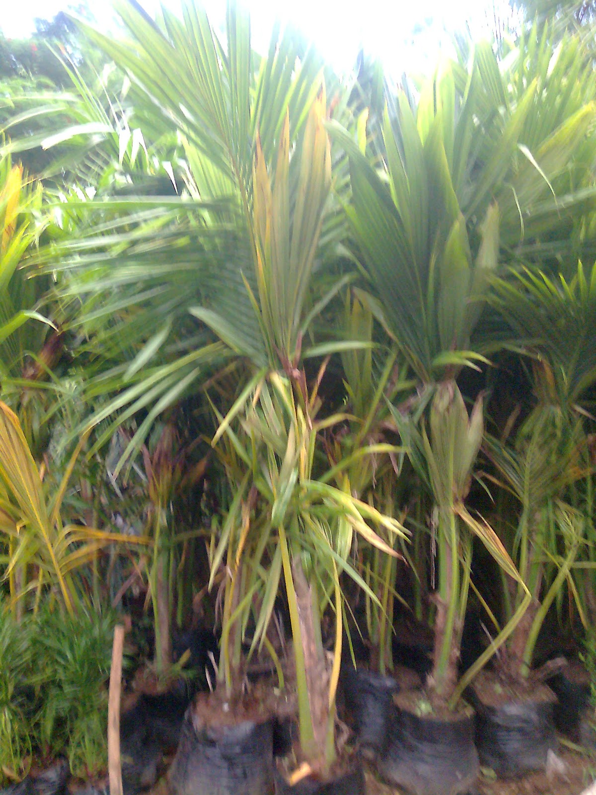 Garden Plant Nursery Ahmedabad
