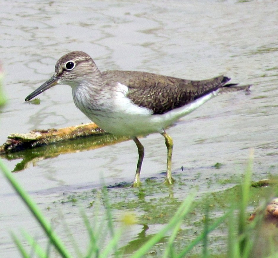 Birding for a Lark Water loving birds