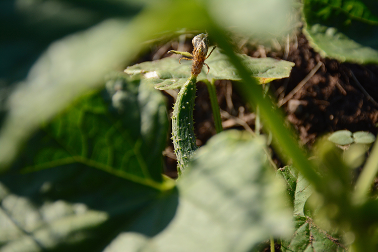 Gardening; cucumber | My Darling Days Gardening; cucumber | My Darling Days
