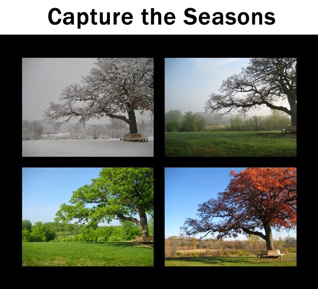 Rephotography: Seasonal Collage of an Oak Tree | Boost Your Photography