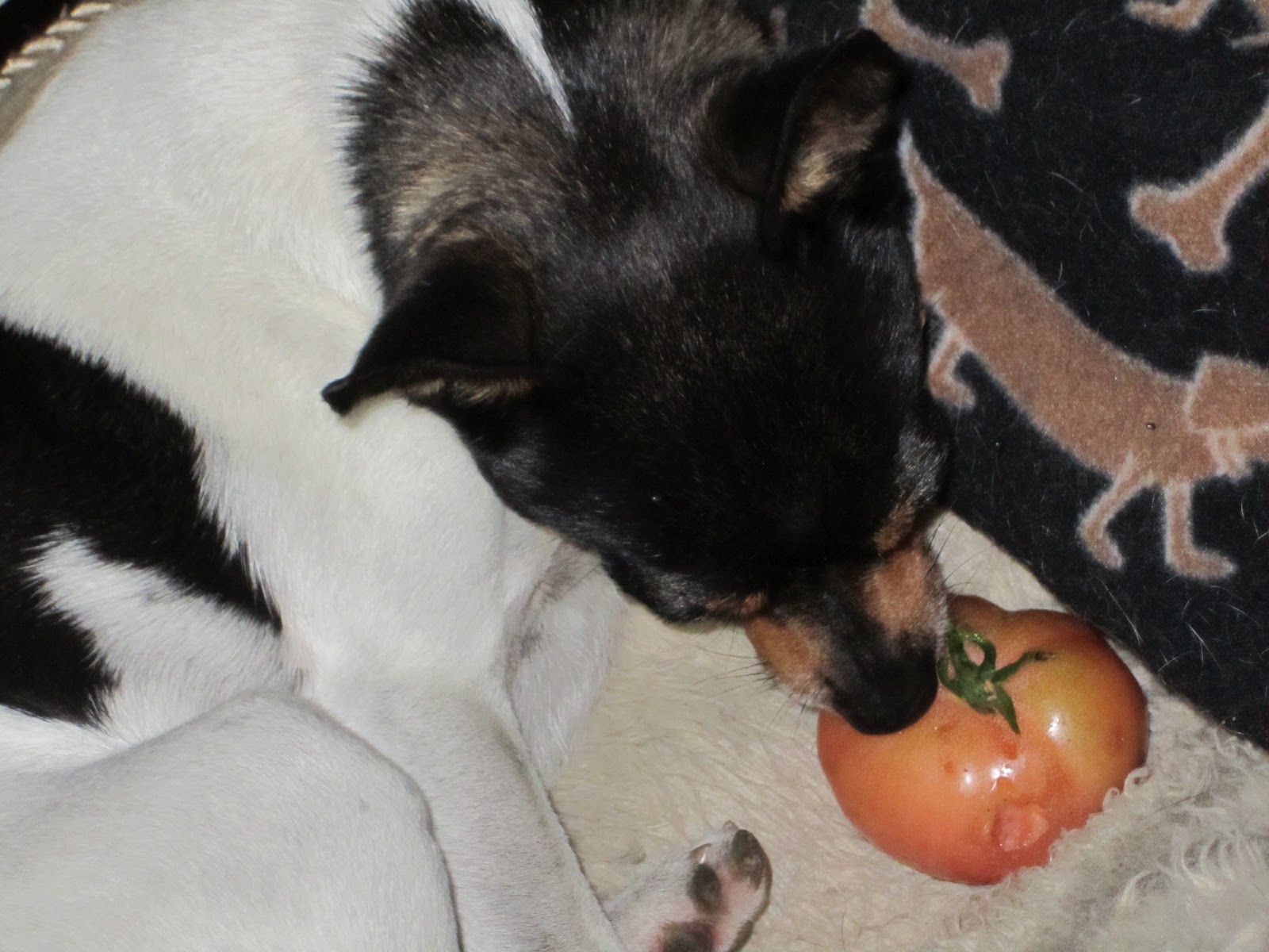 Foster Tails How to eat a tomato, Rat Terrier style
