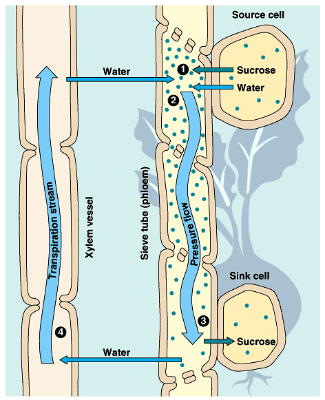 41 Transport In Phloem Biology Notes For A Level 41-transport-in-phloem-biology-notes-for-a-level