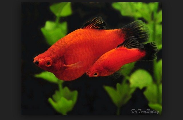 Ikan Platy dan Cara Merawatnya Ikan Platy dan Cara Merawatnya