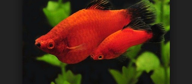 Ikan Platy dan Cara Merawatnya