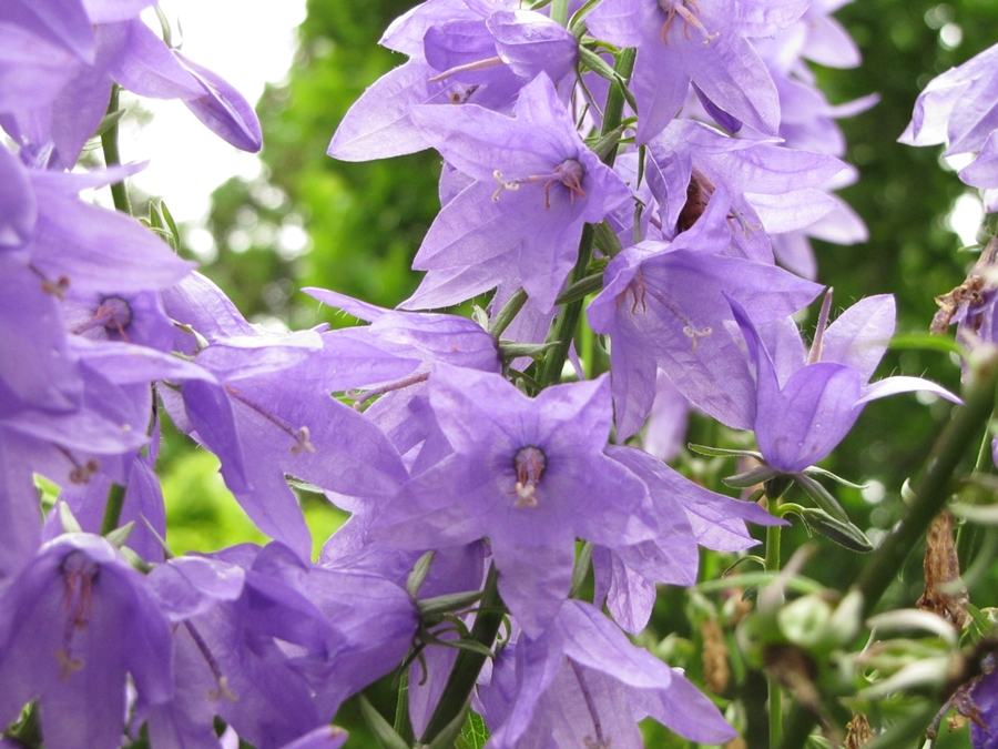 photographing New Zealand purple flowers