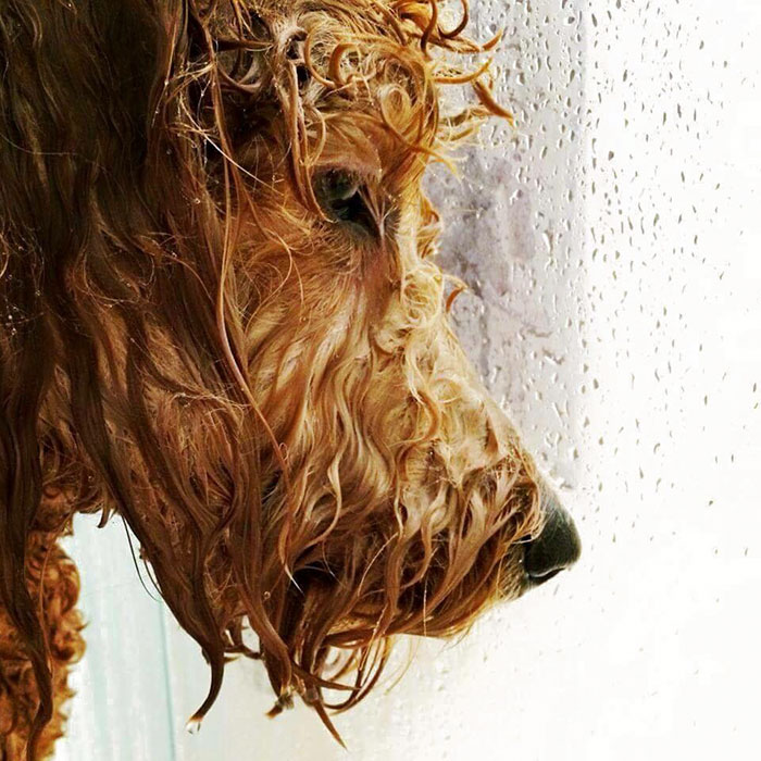 32 Animals That Look Like They’re About To Drop The Hottest Albums Of The Year - This Dog In The Shower Look Like He About To Drop The Hottest Album