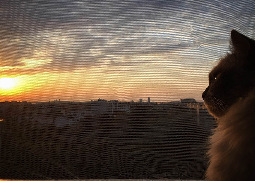 cat sunset Vienna