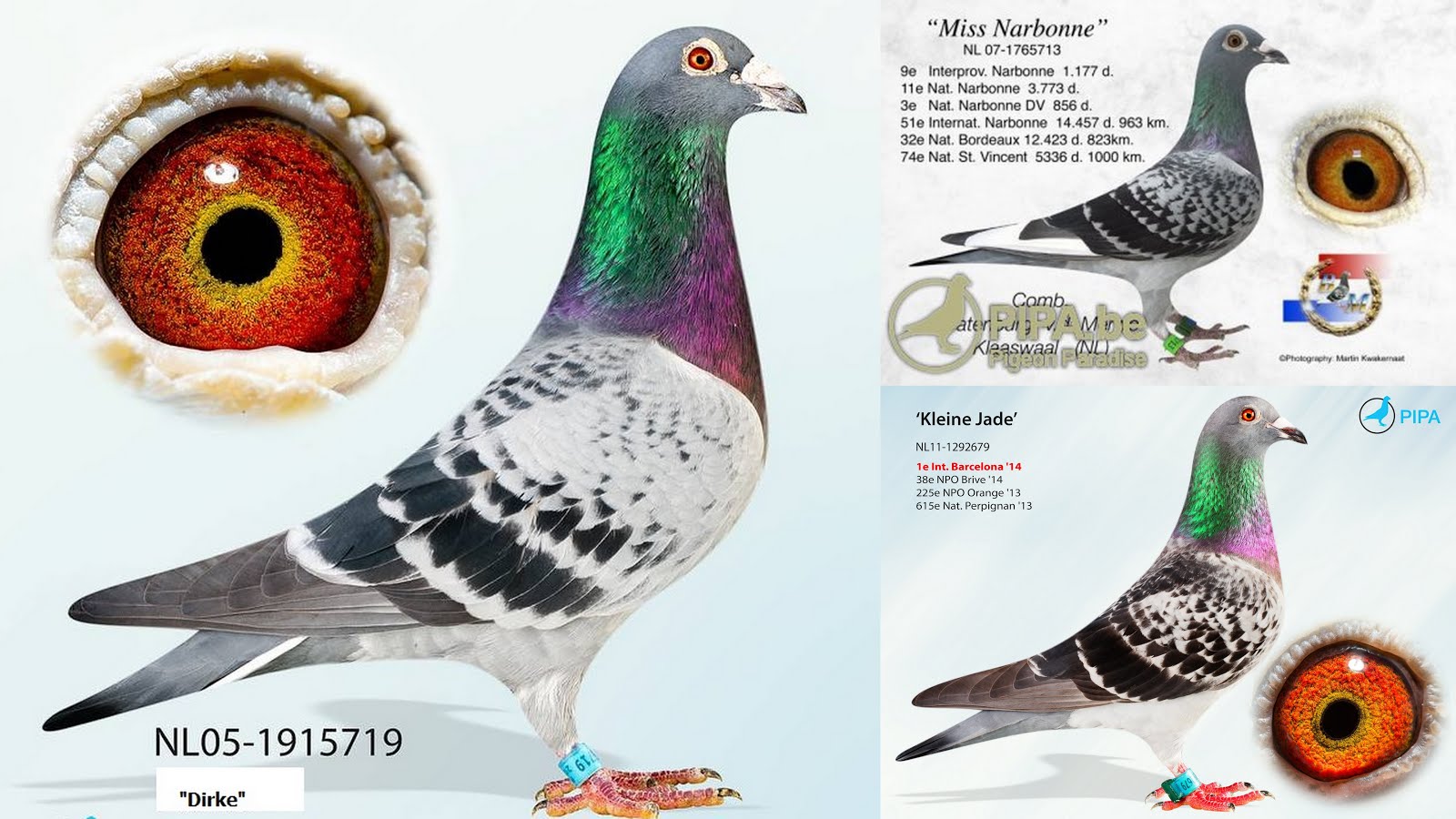 Colombophilie. Un Couple De Rugles Se Passionne Pour Les Pigeons