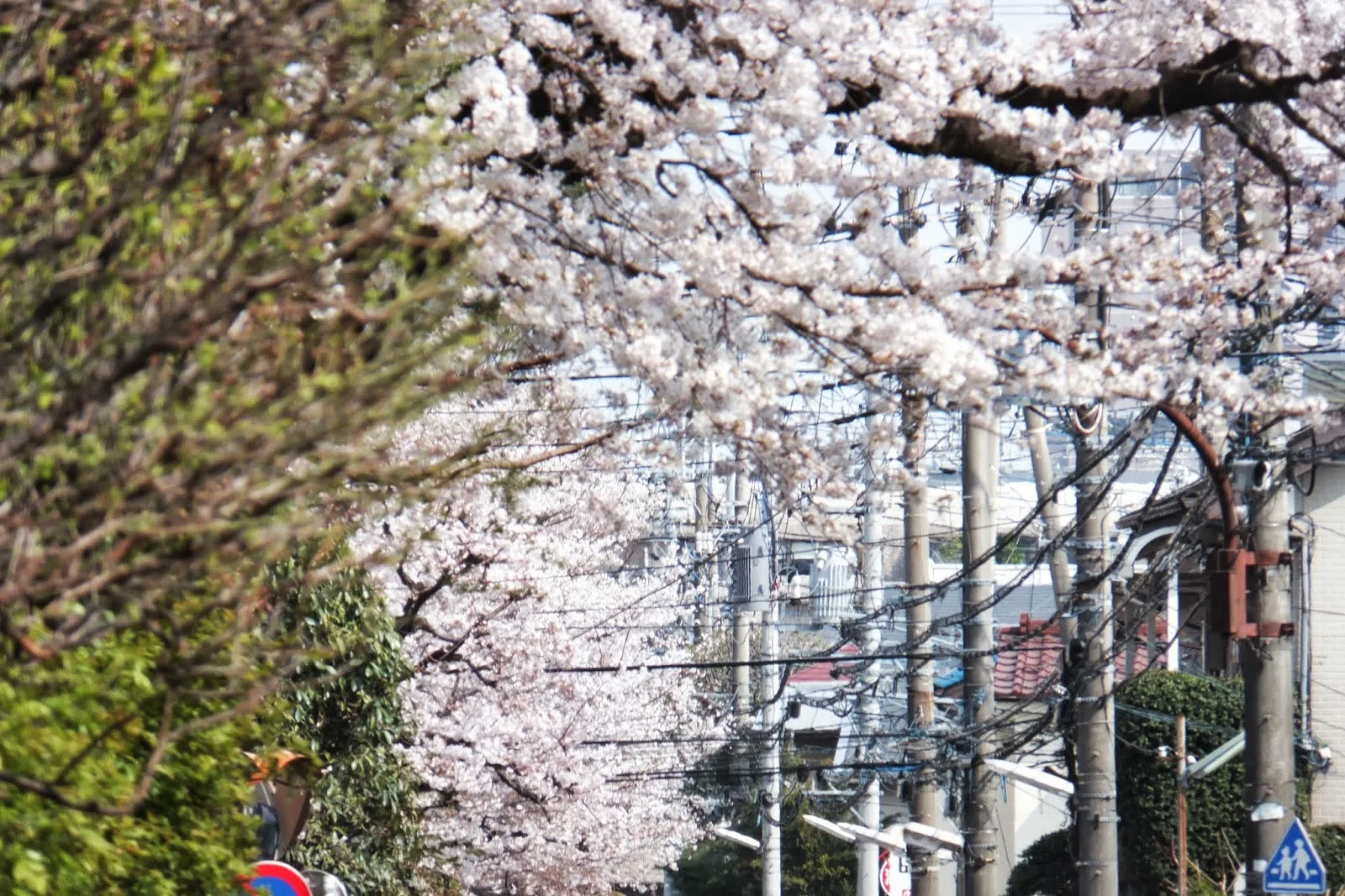 Japanese-sakura 日本の桜2