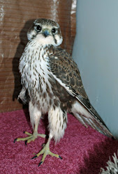broken prairie bird falcon rescue ironside inc wing morning