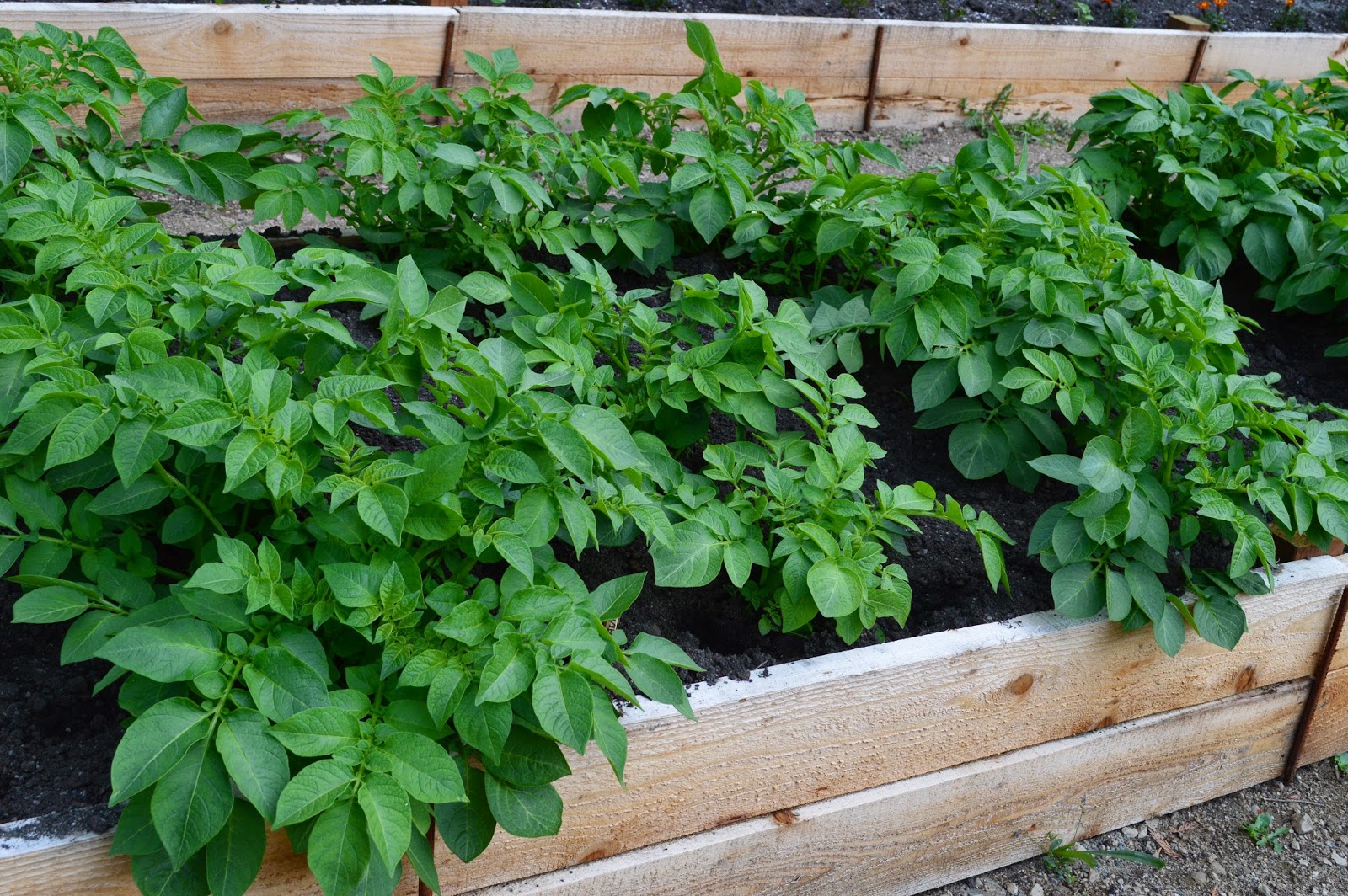 How To Grow New Potatoes aka Baby Spuds