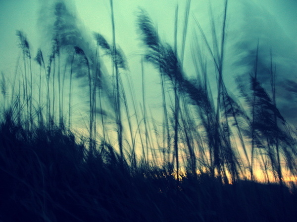 Top 99 Bài Thơ & Những Câu Thơ Ngắn Hay Về Hoa Cỏ May Thật Đẹp