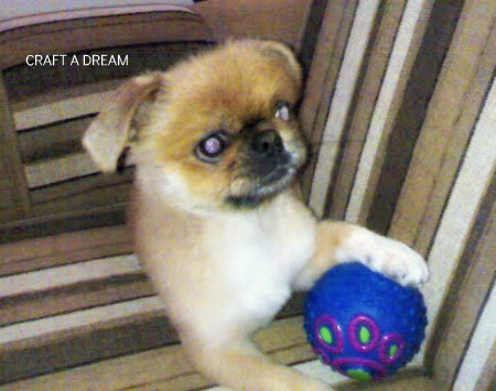 pekingese