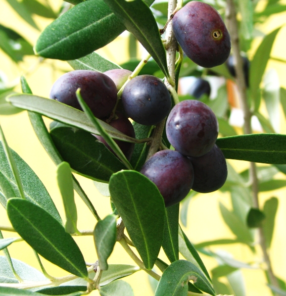 A variety of olives are mixed together to produce the extra virgin olive oil. Photo: Rainer Deml, WikiMedia.org.