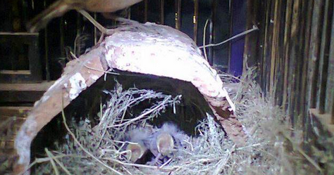 Burung Branjangan Perbedaan Burung Branjangan Jantan Dan Betina