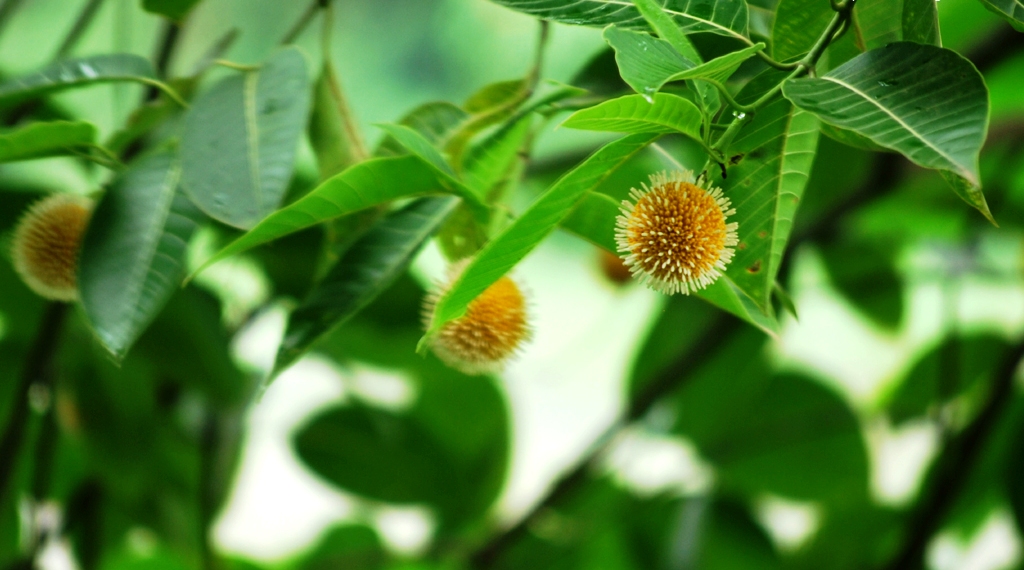 Flowers of Bangladesh | Picture Museum