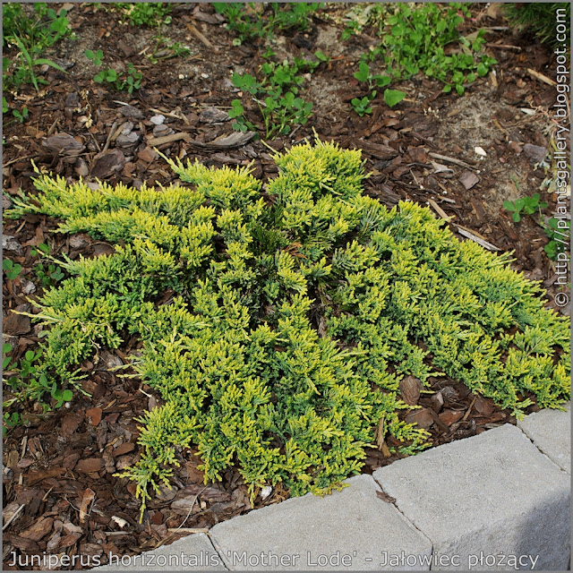 Juniperus horizontalis 'Mother Lode' habit  - Jałowiec płożący 'Mother Lode' pokrój