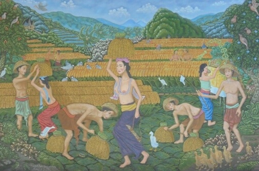 Paddy Harvest Season In Bali, Rice Harvest Season Bali