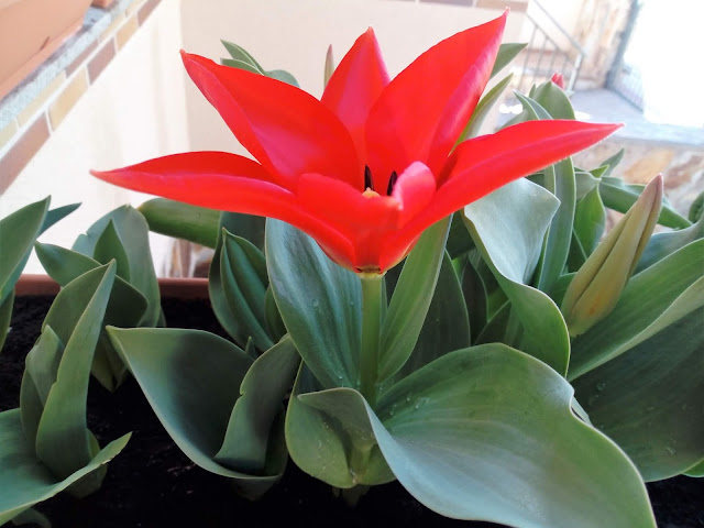 Tulipanes (Tulipa "Red Riding Hood")