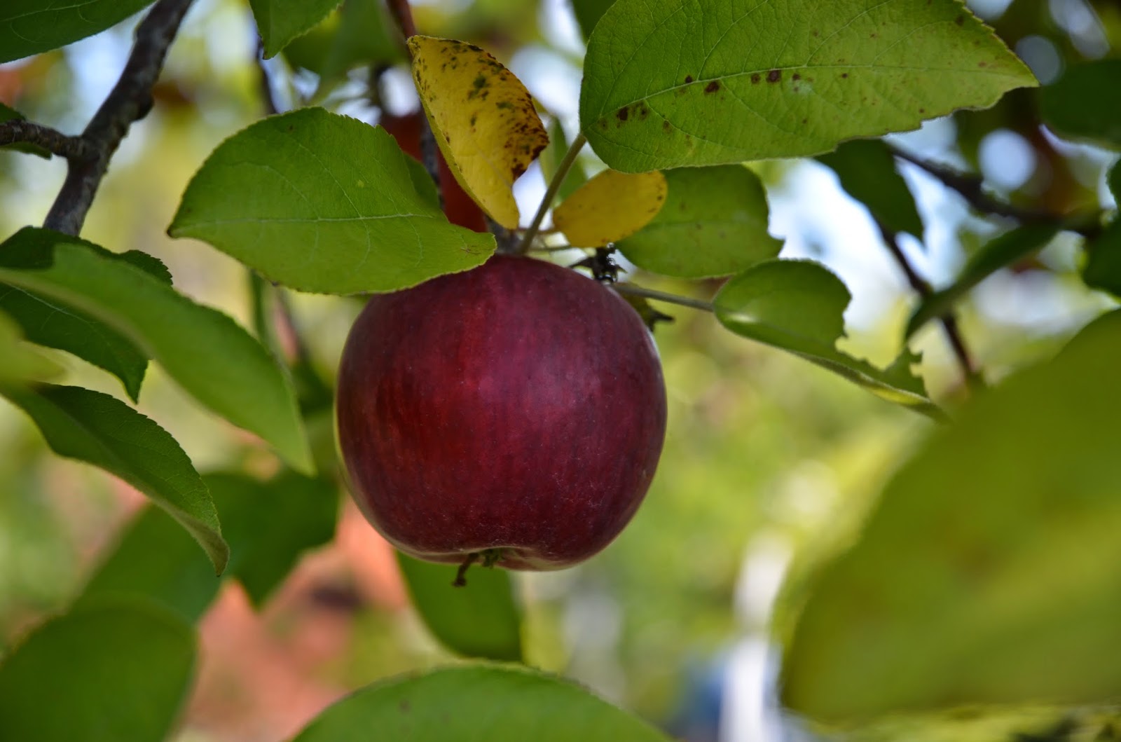The Changing Dynamic of Apple Picking