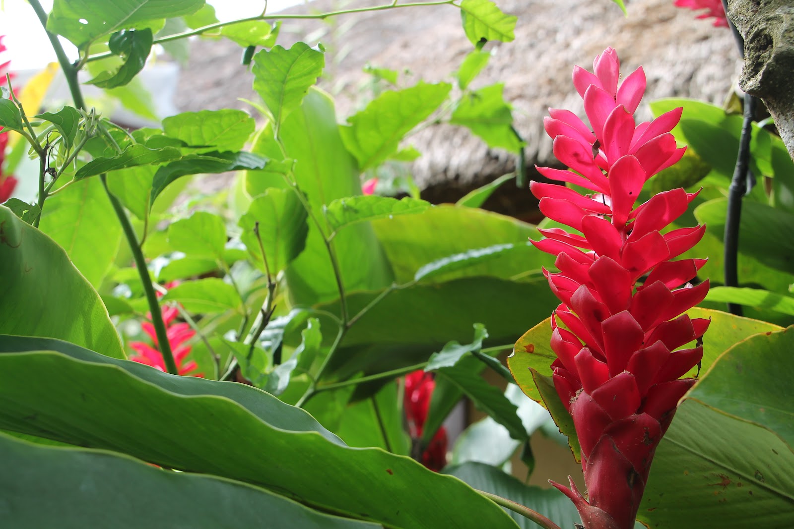 Цветы на бали. Растения Бали. Цветы острова Бали. Бали имбирь цветок. Цветок Бали Галов.