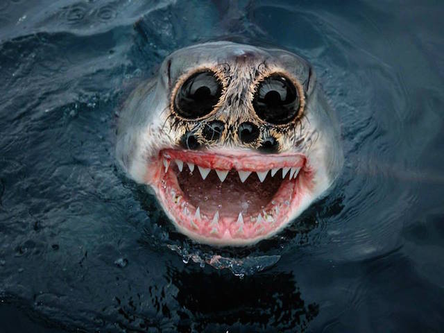 Photoshopped Animals