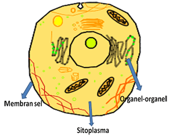 Bagian sel yang memiliki fungsi untuk mengatur keluar masuknya zat dari dan ke dalam sel yaitu