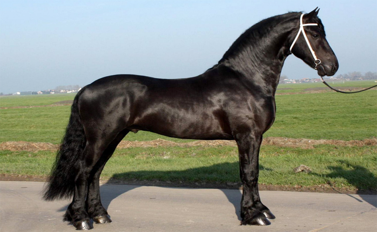 Породистый конь. Фриз Фризская лошадь. Лошадь породы Пинто. Фризская лошадь масти. Пегая Фризская лошадь.