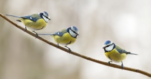 MIJN BOEKENKAST Humor in gedichten MIJN BOEKENKAST Humor in gedichten