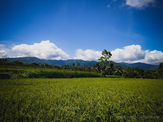 Peaceful Place Of The Rice Fields With Hills At Ringdikit Farmfield, North Bali, Indonesia