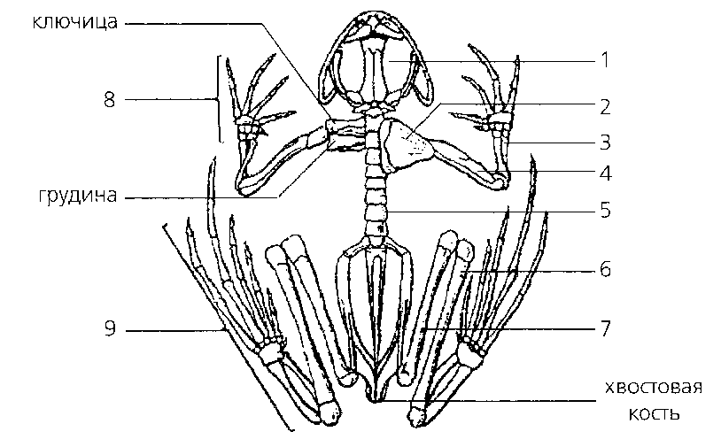 Схема амфибии