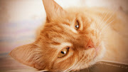 Download this Free Cat Face HD Wallpaper as the Desktop Background Image for . cat face wallpaper