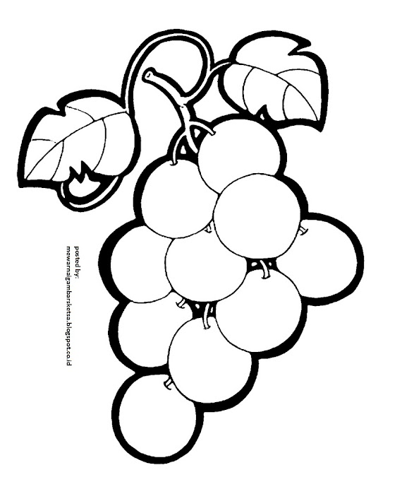Kumpulan Cara Mewarnai Gambar Buah Anggur Terbaru Hanya Di Warnai Gambar
