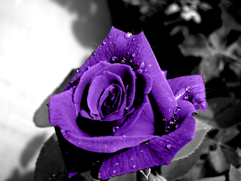 LAP TOP VALLEY: Purple Roses - Wallpaper