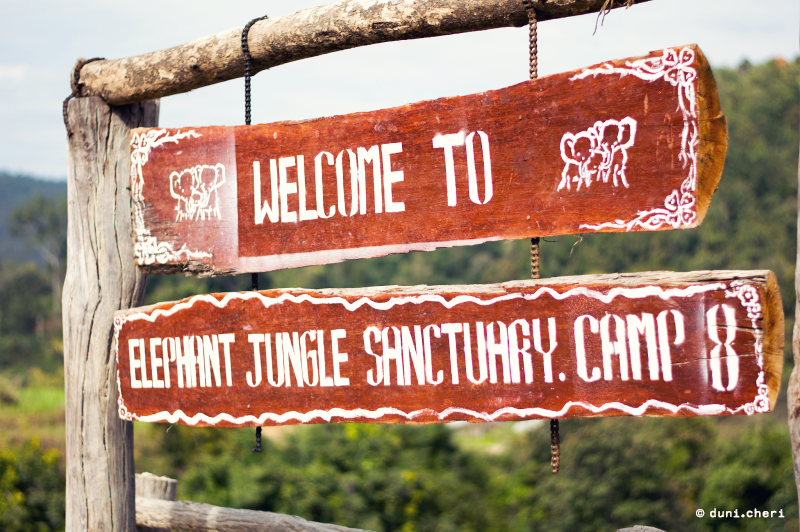 elephant jungle sanctuary camp chiang mai