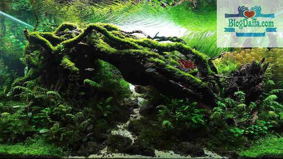 Tema Aquascape Biotop Tema Aquascape Biotop