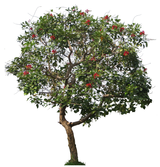 Tropical Plant Pictures: Erythrina cristagalli (Cockspur Coral Tree)