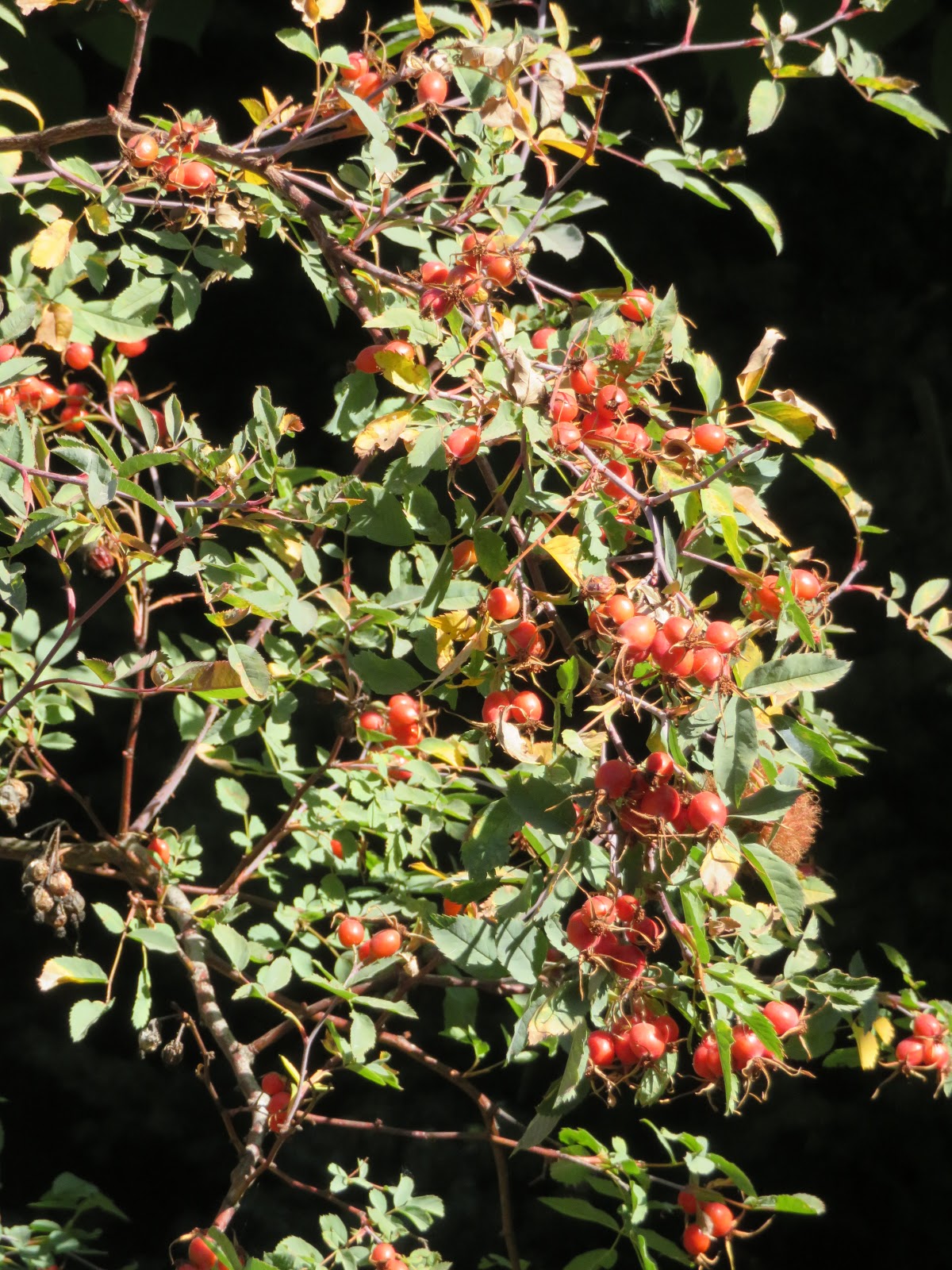 Plants Blog Cotoneaster Horizontalis