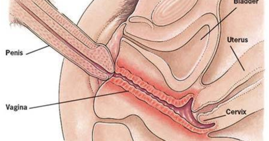can-the-penis-penetrate-the-cervix