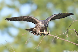 bird fastest earth faster than bay union