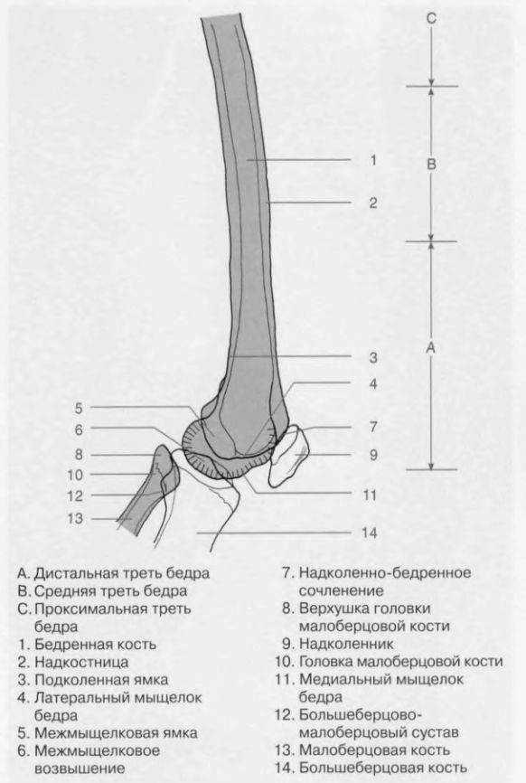 перелом средней трети диафиза бедренной кости. перелом диафиза бедренной кости. перелом бедренной кости симптомы. перелом верхней третийб б. седалищный нерв большеберцовый нерв.