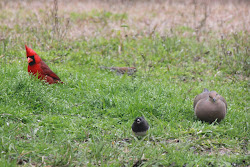 mockingbird shoot sparrow eyed junco cardinal northern field dark
