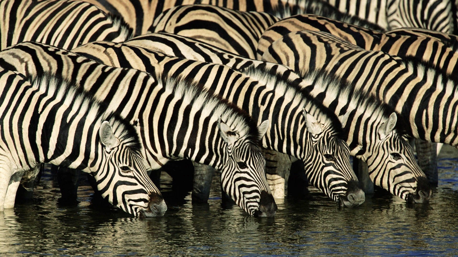 Zebra HD Wallpapers