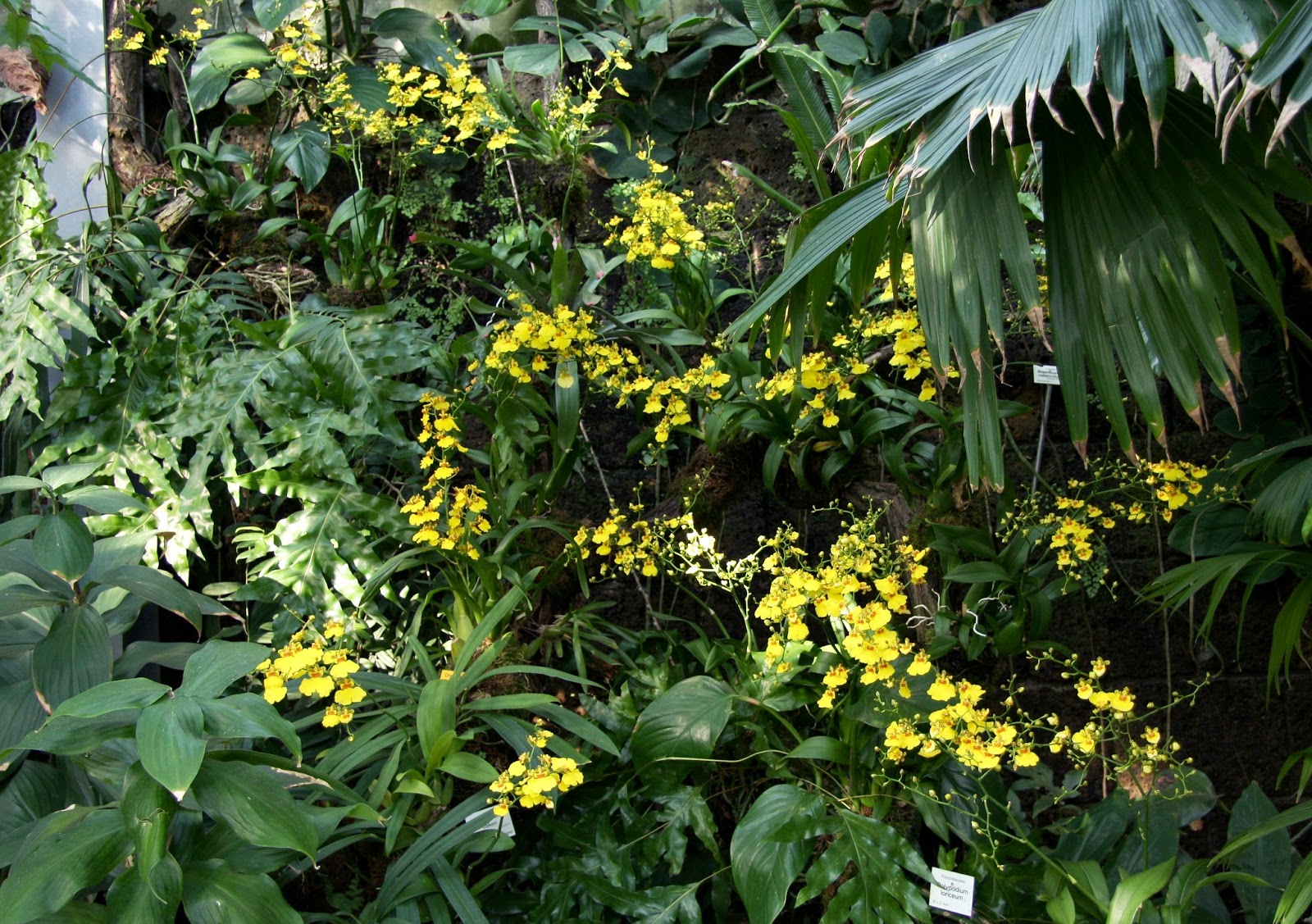 Oncidium Sweet Sugar orchid hybrid care and culture | Travaldo's blog