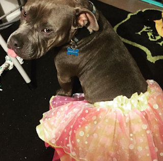 pitbull in tutu