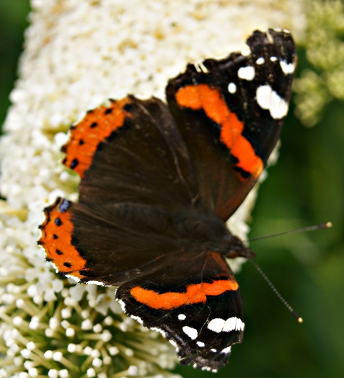 Blog + Fotografie by it's me! - Admiral ganz aus der Nähe auf Sommerflieder