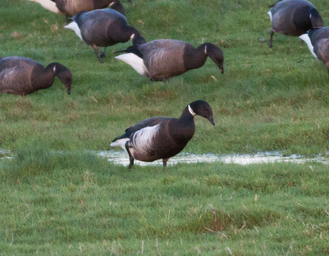 Black Brant, Cley